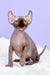 Mira | Canadian Elf Sphynx Kitten