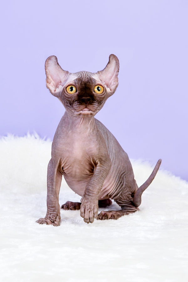 Mira | Canadian Elf Sphynx Kitten