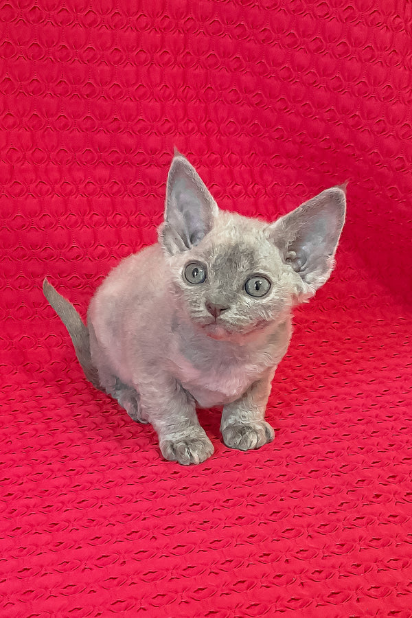 Mirabelle | Devon Rex Kitten