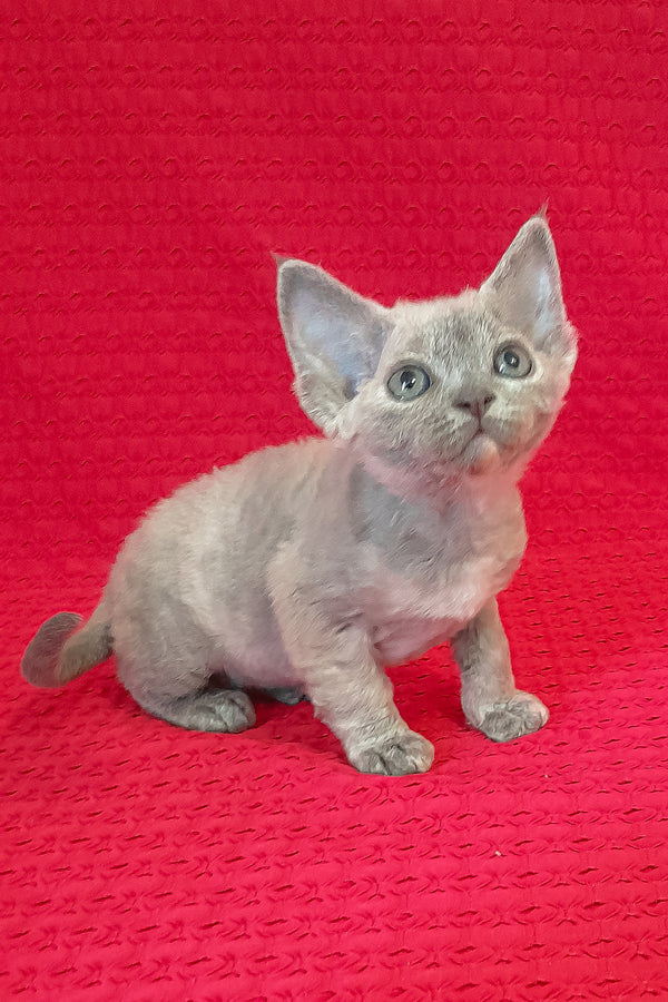 Mirabelle | Devon Rex Kitten