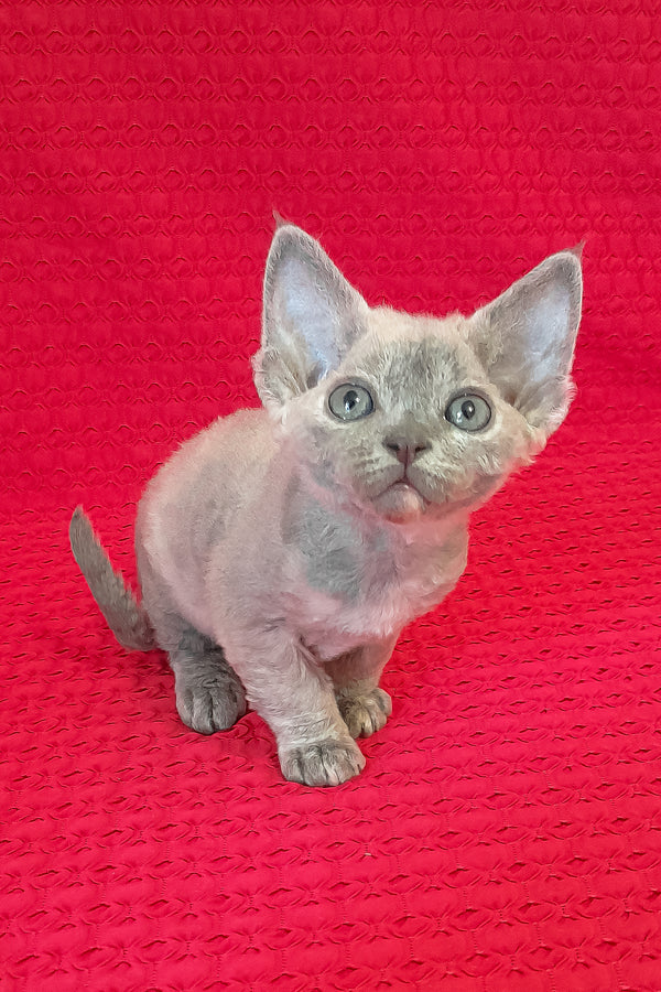 Mirabelle | Devon Rex Kitten