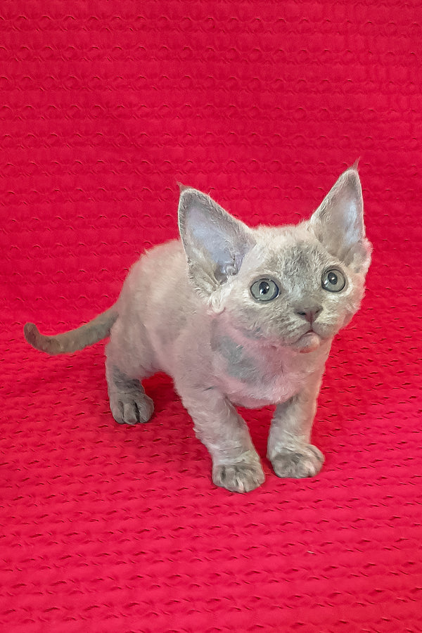 Mirabelle | Devon Rex Kitten