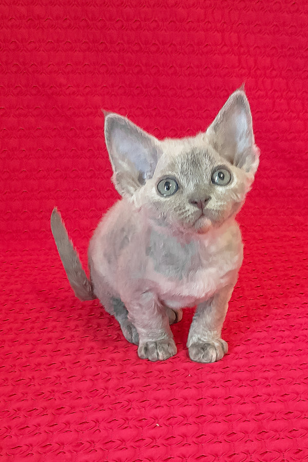 Mirabelle | Devon Rex Kitten