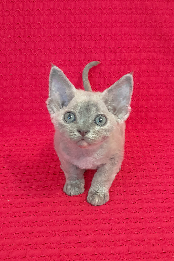 Mirabelle | Devon Rex Kitten