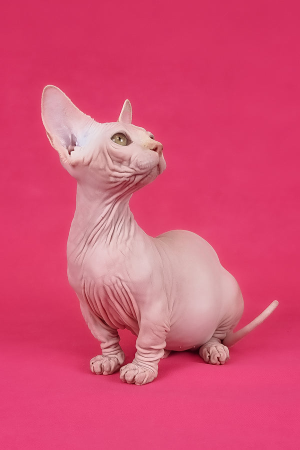 Miranda | Bambino Sphynx Kitten
