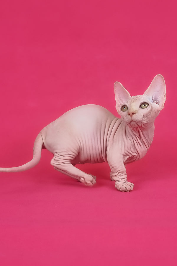 Miranda | Bambino Sphynx Kitten
