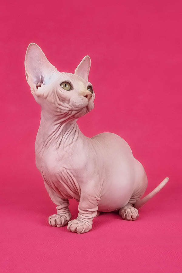 Miranda | Bambino Sphynx Kitten