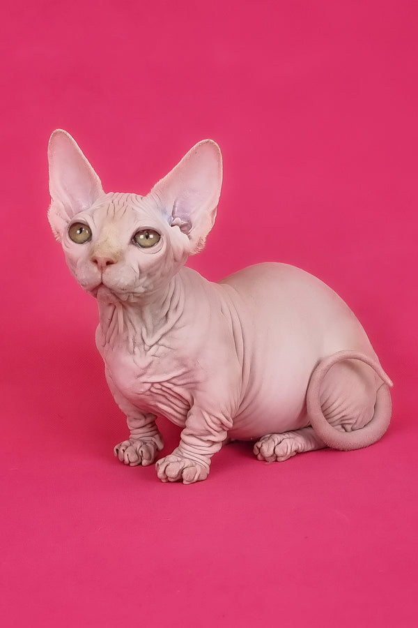 Miranda | Bambino Sphynx Kitten