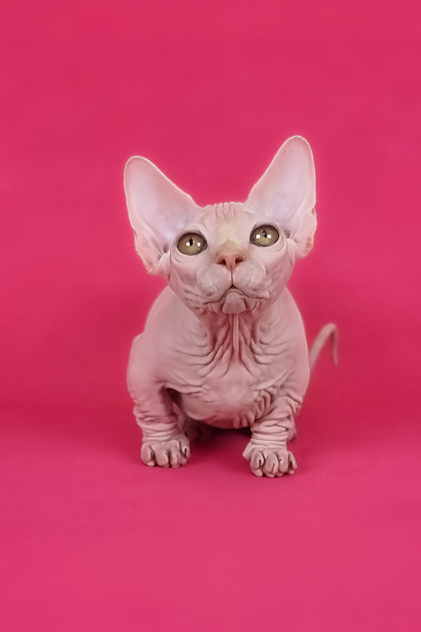 Miranda | Bambino Sphynx Kitten