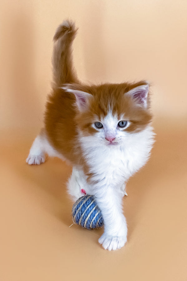 Miron | Maine Coon Kitten