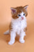 Miron | Maine Coon Kitten