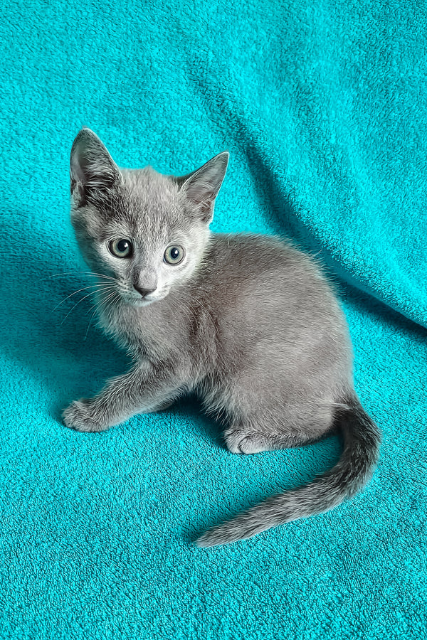 Mishka | Russian Blue Kitten