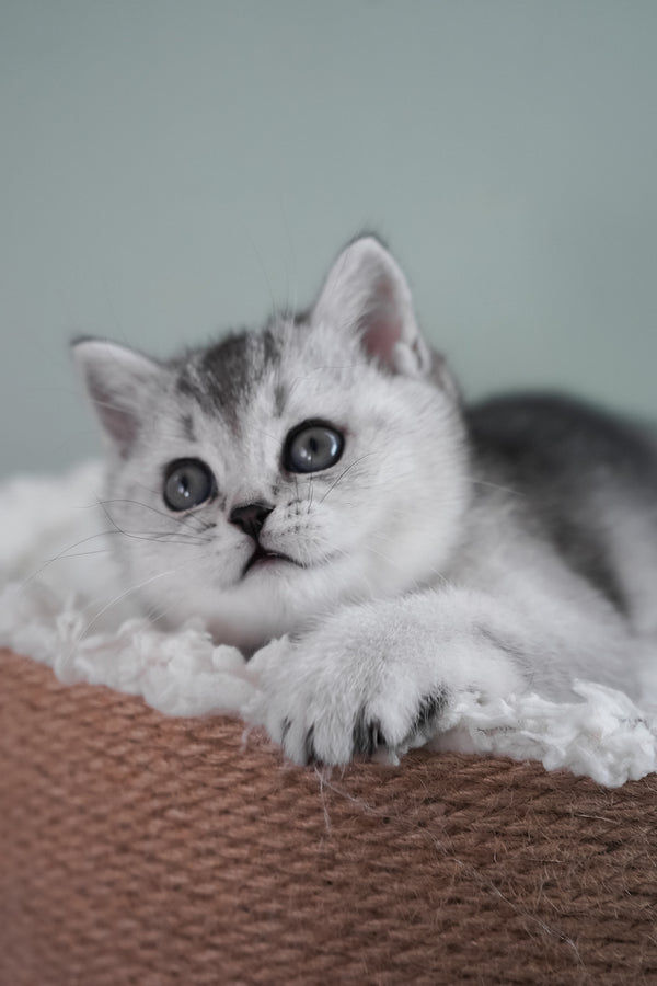 Mochi | Scottish Straight Kitten