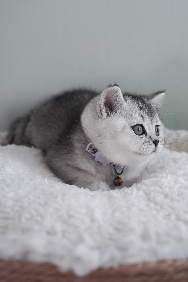 Mochi | Scottish Straight Kitten