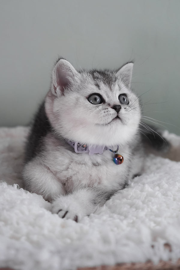 Mochi | Scottish Straight Kitten