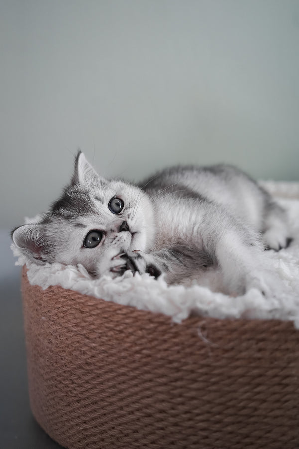 Mochi | Scottish Straight Kitten