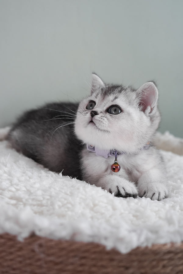 Mochi | Scottish Straight Kitten