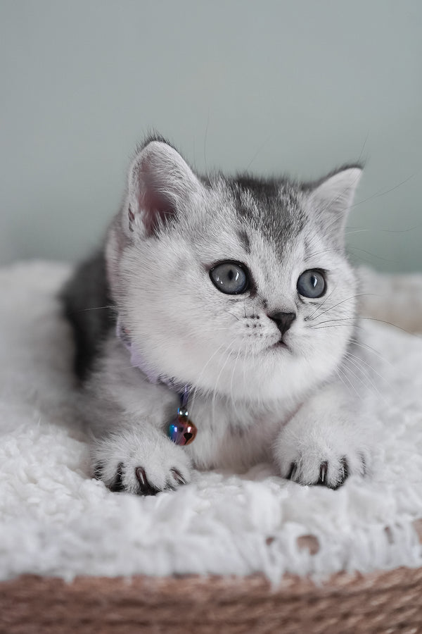 Mochi | Scottish Straight Kitten