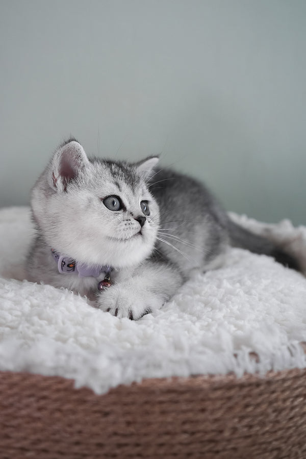 Mochi | Scottish Straight Kitten
