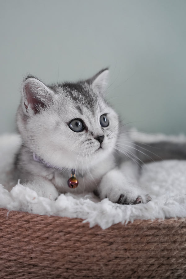 Mochi | Scottish Straight Kitten