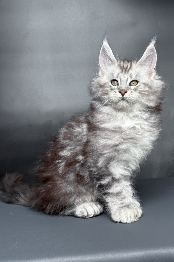 Monty | Polydactyl Maine Coon Kitten