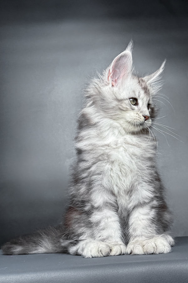 Monty | Polydactyl Maine Coon Kitten
