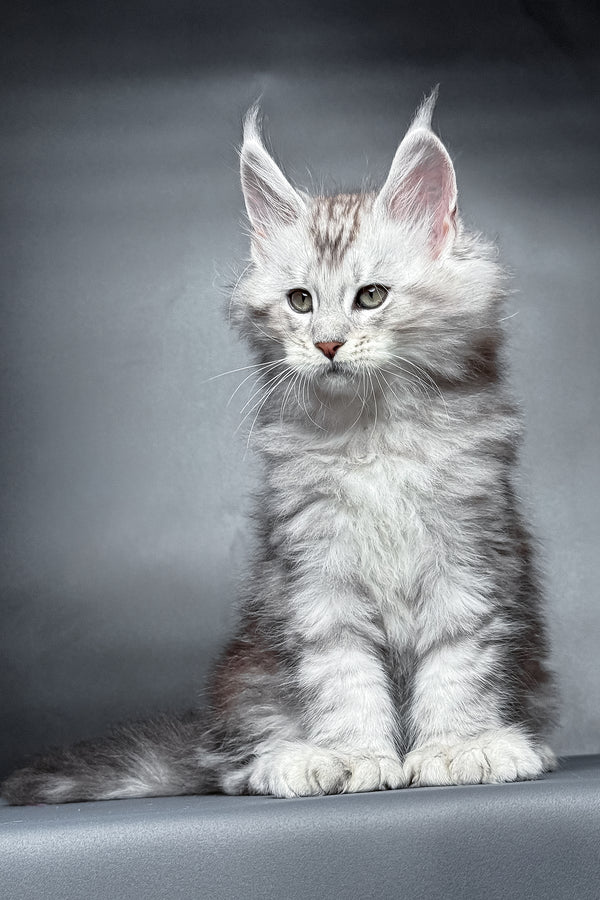 Monty | Polydactyl Maine Coon Kitten