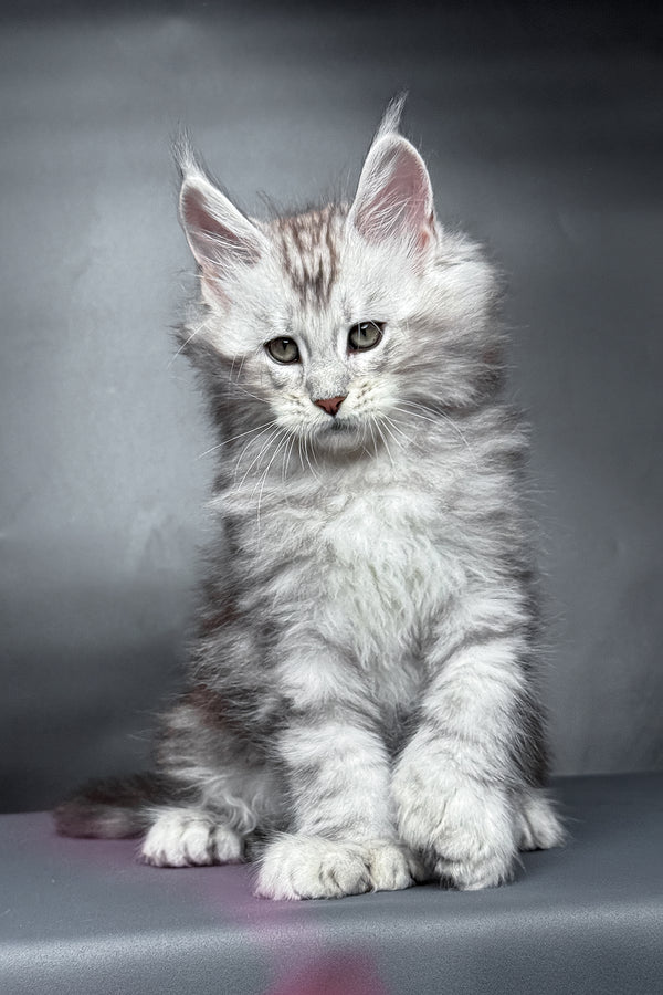 Monty | Polydactyl Maine Coon Kitten
