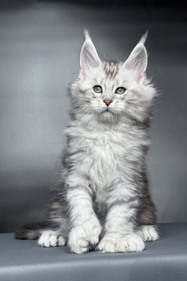 Monty | Polydactyl Maine Coon Kitten