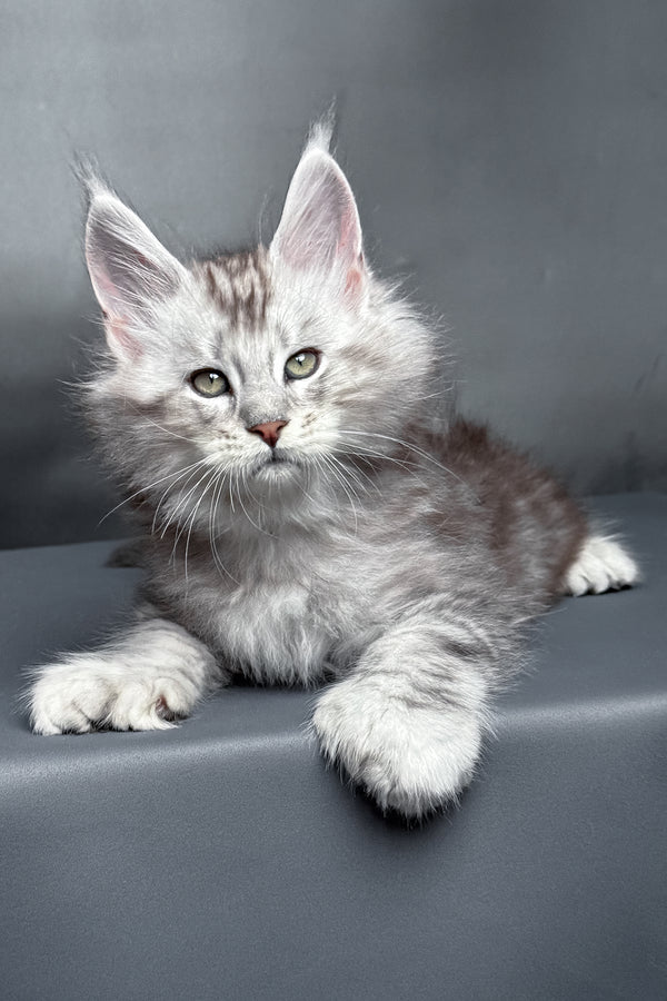 Monty | Polydactyl Maine Coon Kitten
