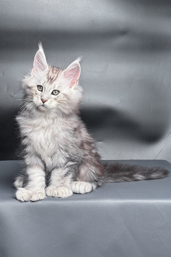 Monty | Polydactyl Maine Coon Kitten