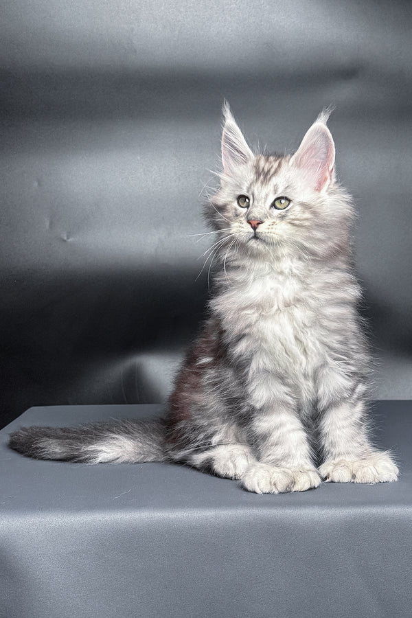Monty | Polydactyl Maine Coon Kitten