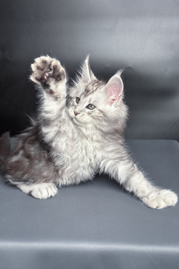 Monty | Polydactyl Maine Coon Kitten