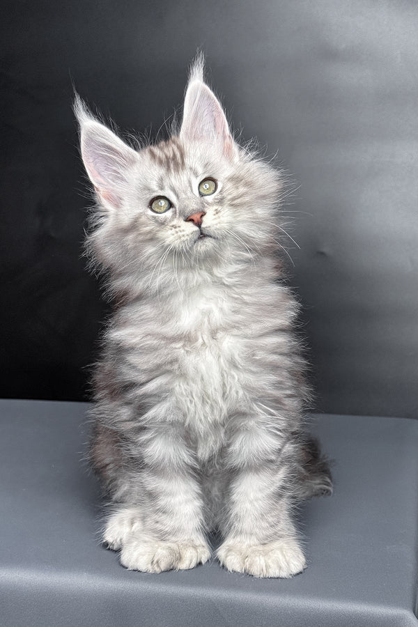 Monty | Polydactyl Maine Coon Kitten