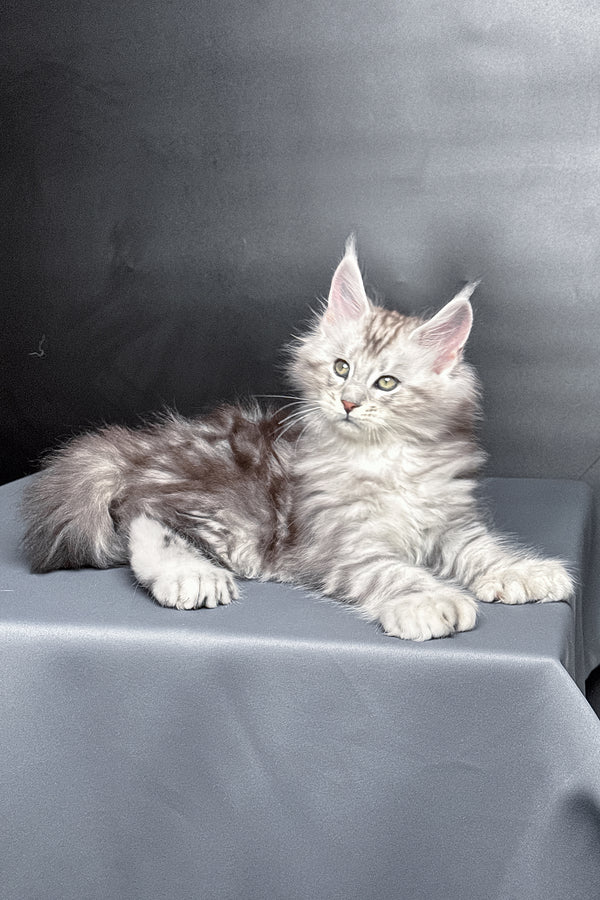 Monty | Polydactyl Maine Coon Kitten