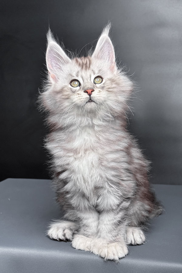 Monty | Polydactyl Maine Coon Kitten