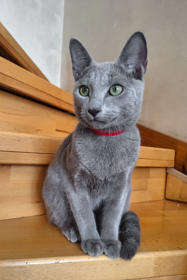 Moonlight | Russian Blue Kitten