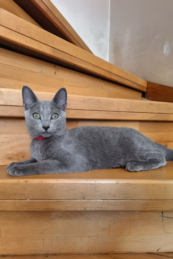 Moonlight | Russian Blue Kitten