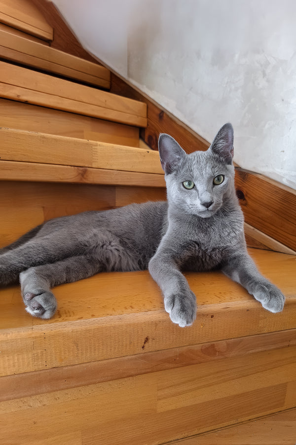 Moonlight | Russian Blue Kitten