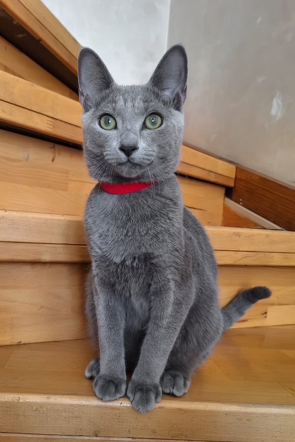 Moonlight | Russian Blue Kitten