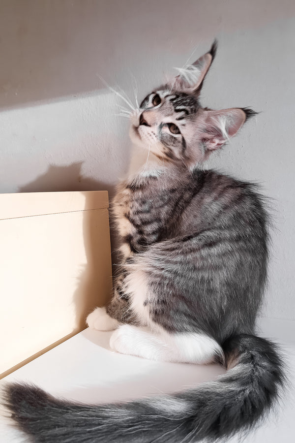 Moris | Maine Coon Kitten
