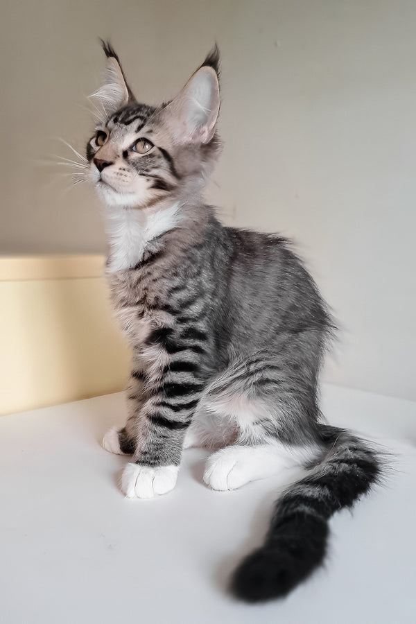 Moris | Maine Coon Kitten