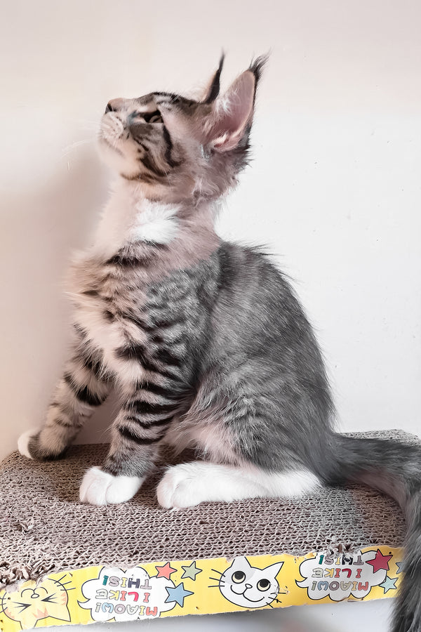 Moris | Maine Coon Kitten