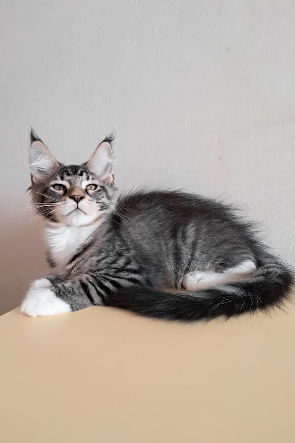 Moris | Maine Coon Kitten