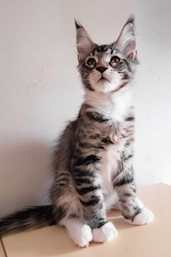 Moris | Maine Coon Kitten