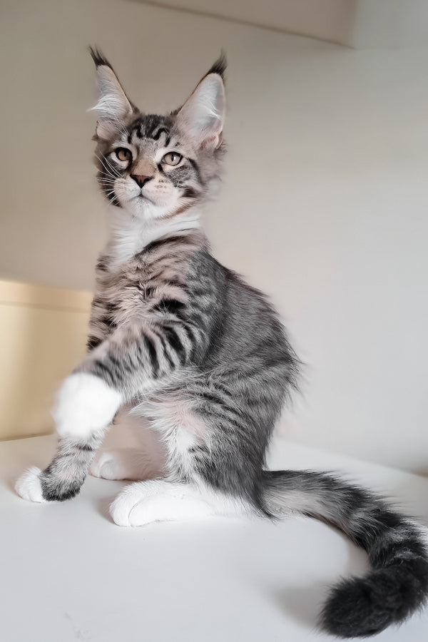 Moris | Maine Coon Kitten