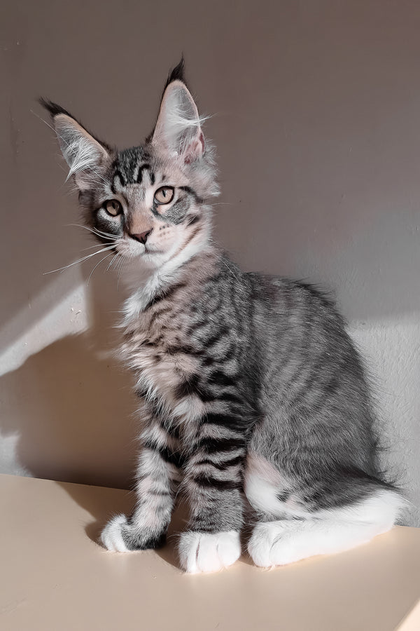 Moris | Maine Coon Kitten