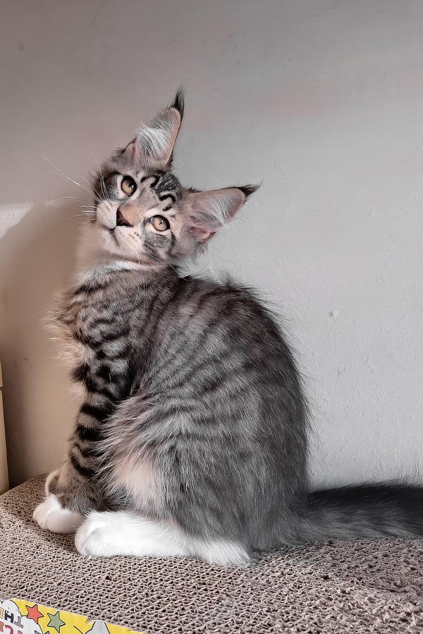 Moris | Maine Coon Kitten