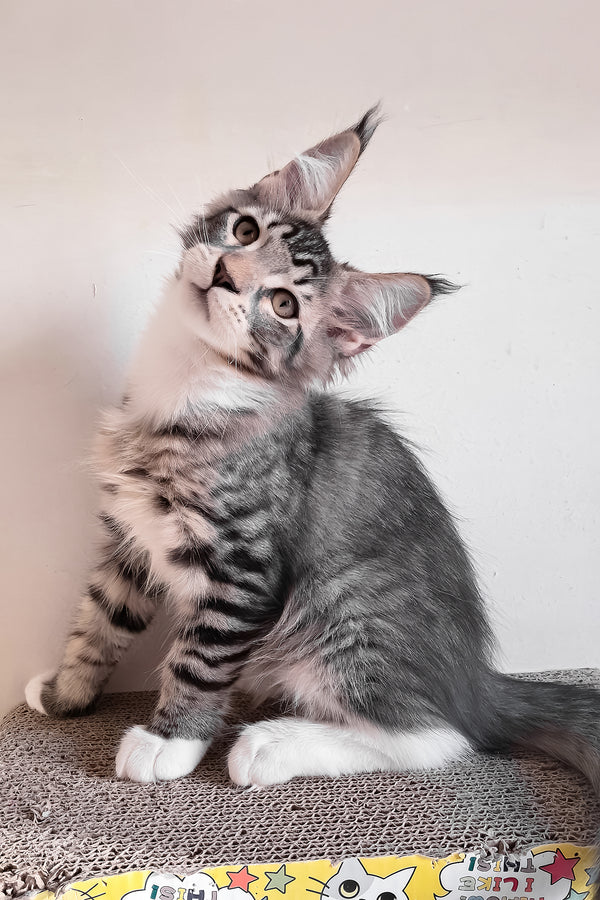 Moris | Maine Coon Kitten