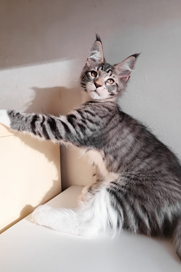 Moris | Maine Coon Kitten